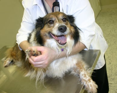 Как се поставя диагноза Перитонит при кучето