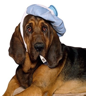 Клинични признаци на Бронхопневмония при кучето