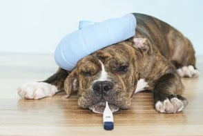 Клинични признаци на крупозна пневмония при кучето