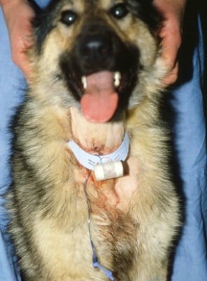 Лечение на Оток на глотиса при кучето