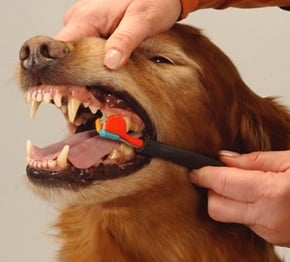 Лечение на стоматит при кучето