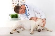 Пневмония при кучето
