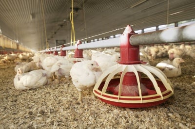 Причини за Енцефаломалация при пилетата