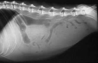 Рентген на Асцит при кучето